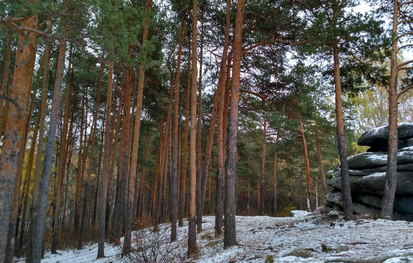 Фото обои зима, снег, природа, Сосны, лесопарк, каменные палатки