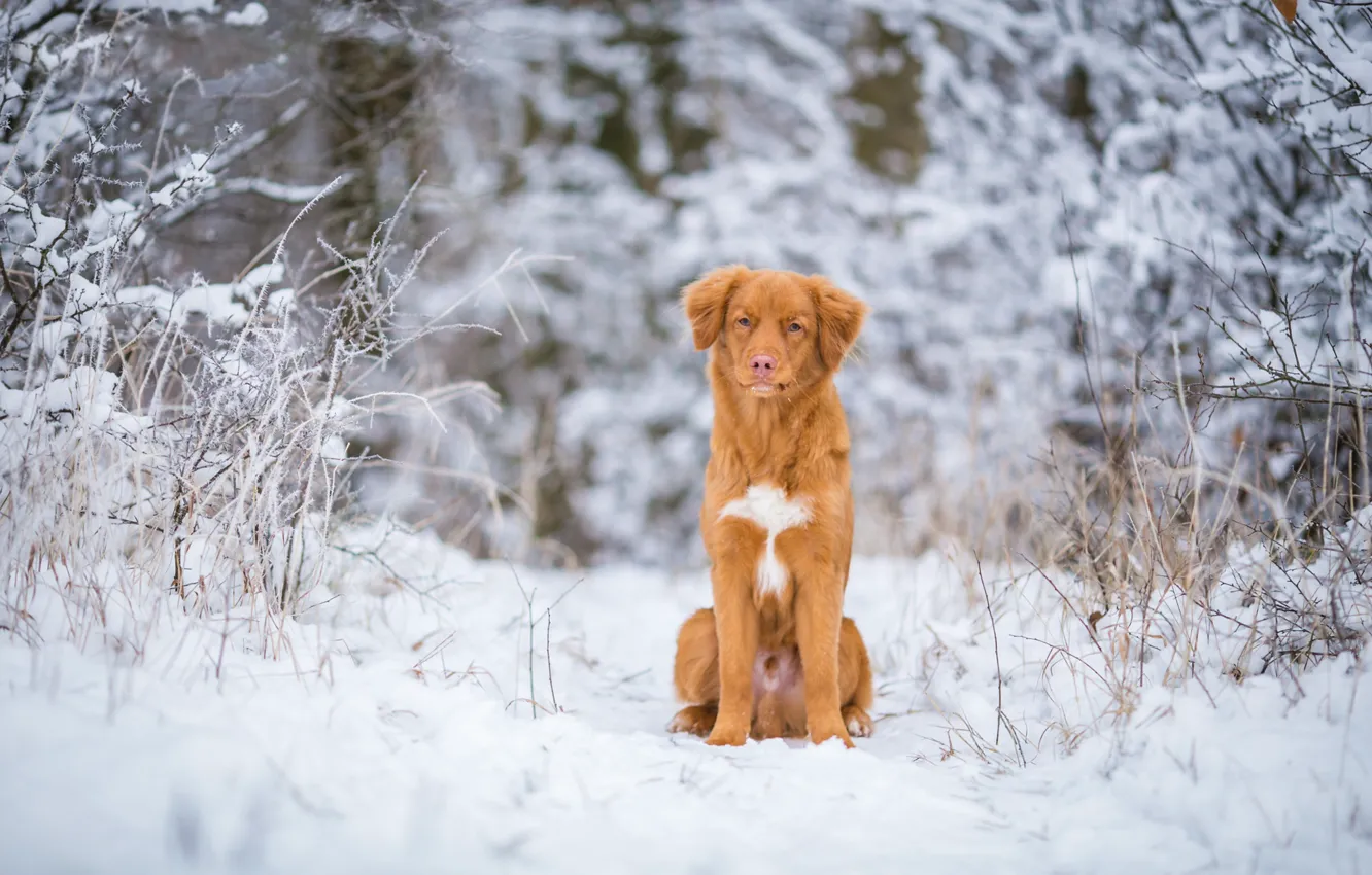 Фото обои зима, иней, лес, снег, ветки, природа, собака, рыжий
