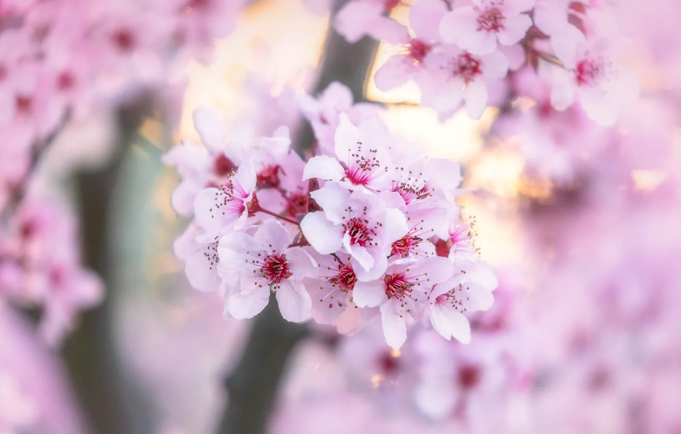 Фото обои цветы, вишня, размытие, весна, сакура, нежные, розовые, цветение