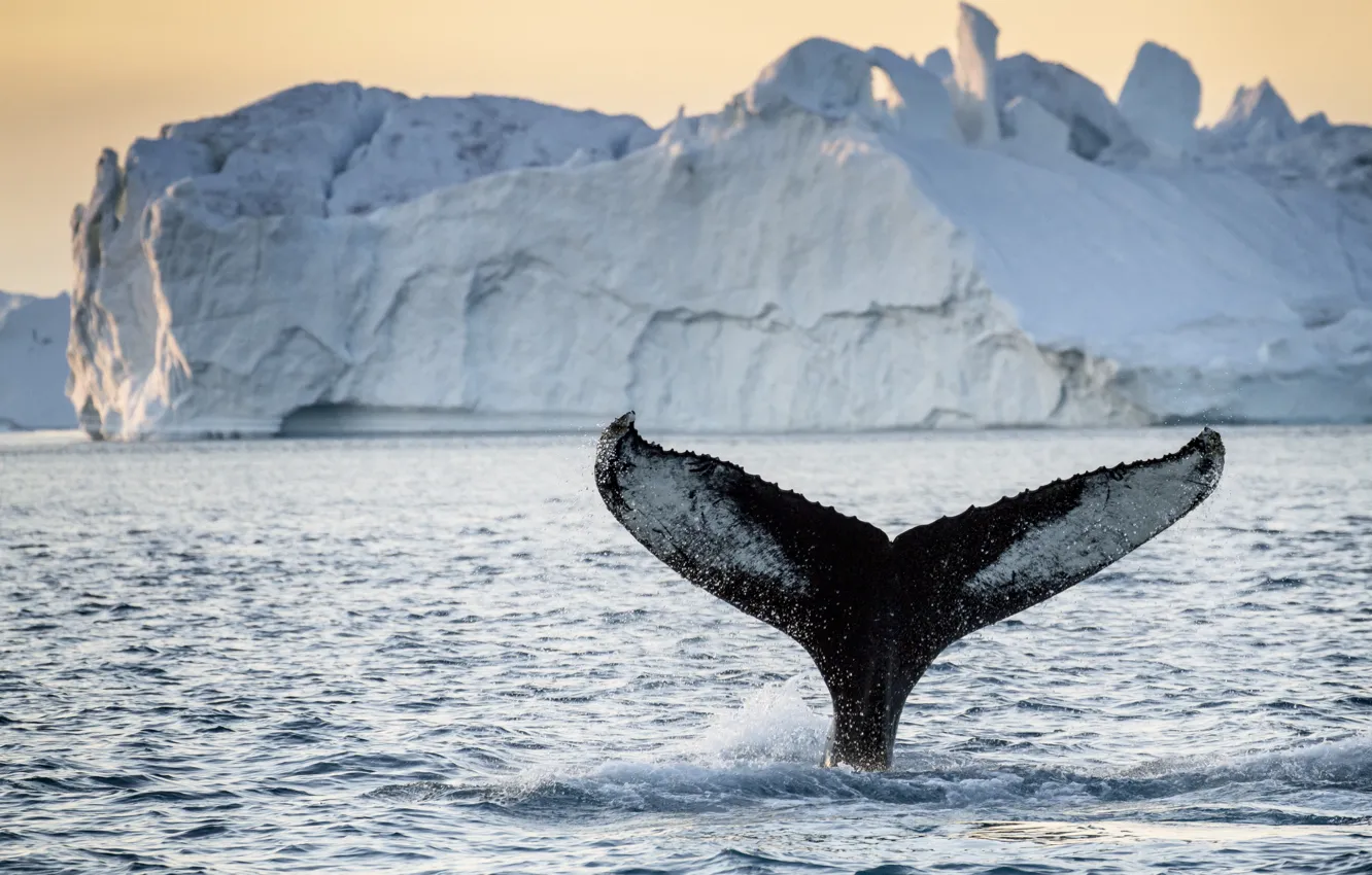 Фото обои tail, iceberg, whale, greenland