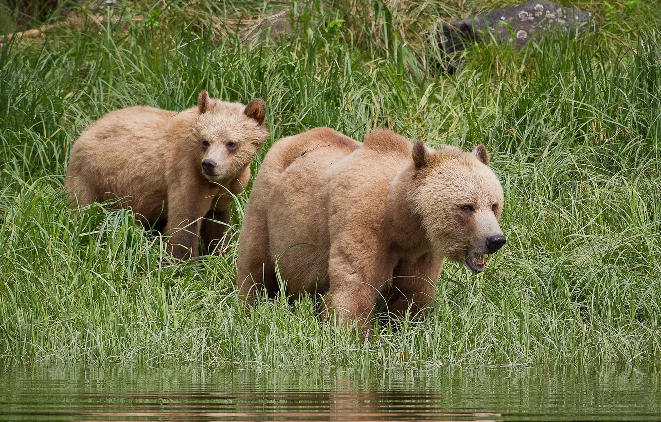 Фото обои лето, природа, Grizzly Bear