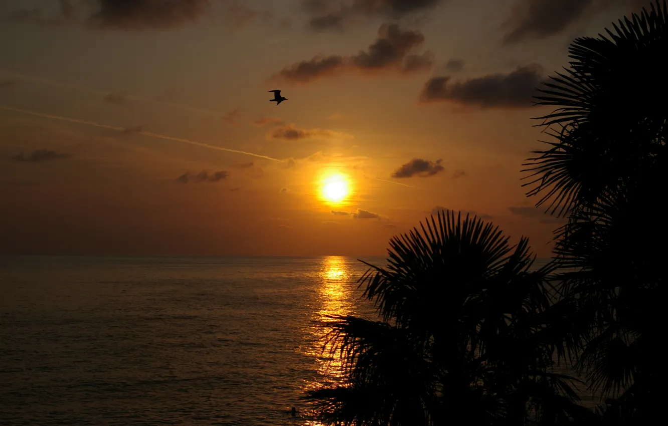Фото обои море, закат, пальмы, чайка