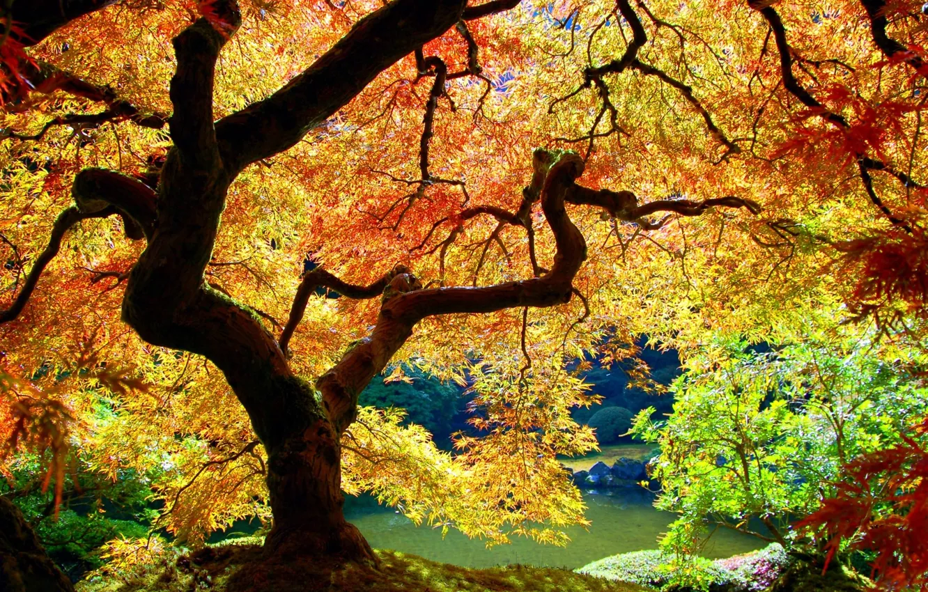 Фото обои Дерево, Осень, Листья