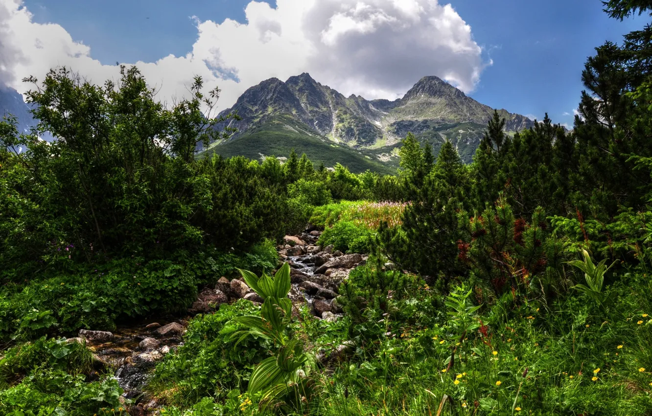 Фото обои зелень, горы, Hdr