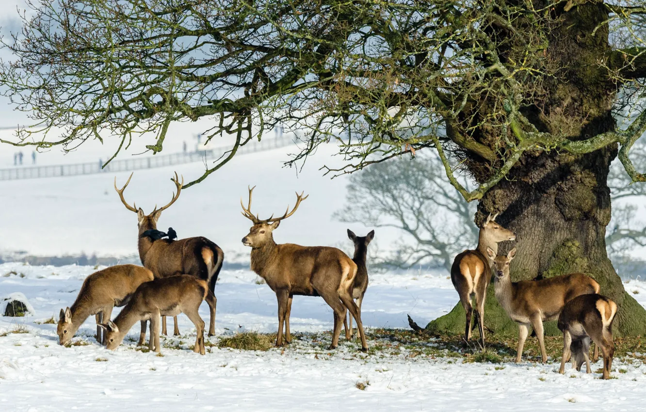 Фото обои снег, дерево, олень, семья, рога, стадо