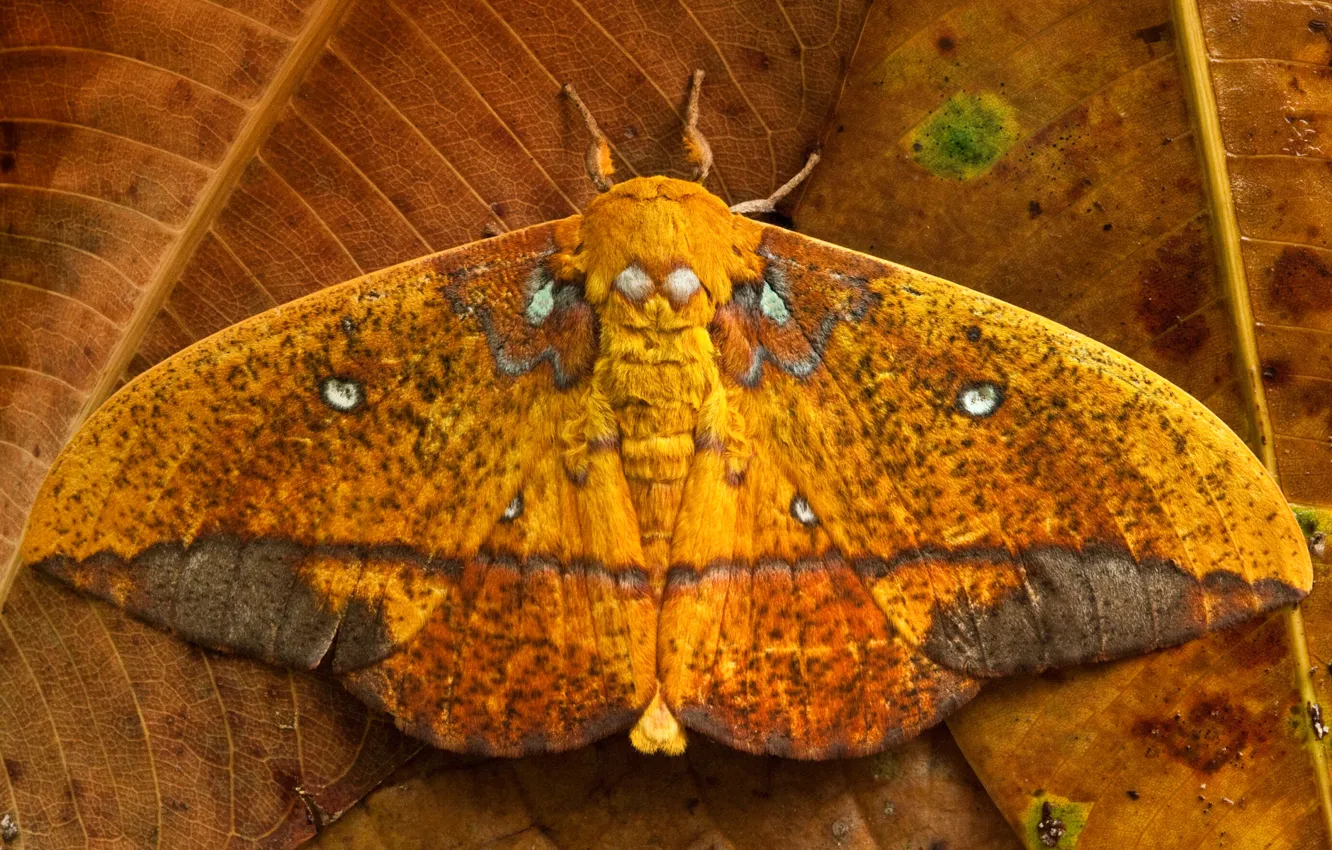 Фото обои листья, бабочка, крылья, Эквадор, Saturniid moth, Yasuni National Park