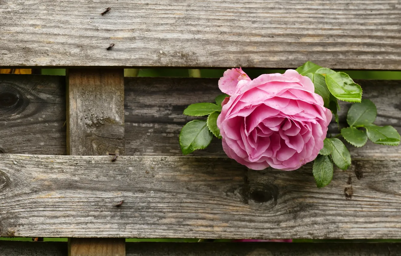 Фото обои цветок, розовая, доски, забор, роза