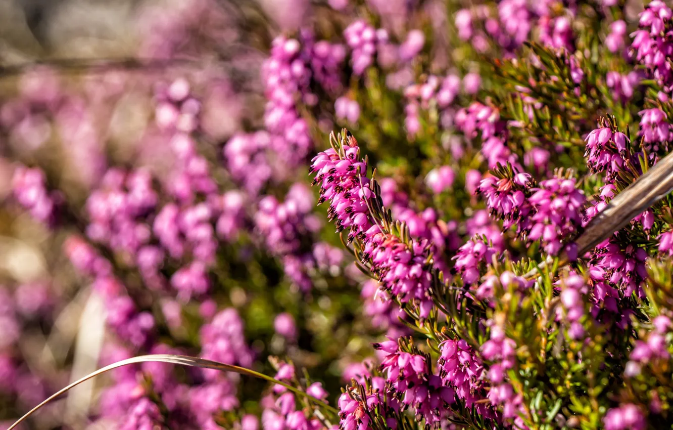 Фото обои цветы, поляна, весна, розовые, много, боке, кустики, версек