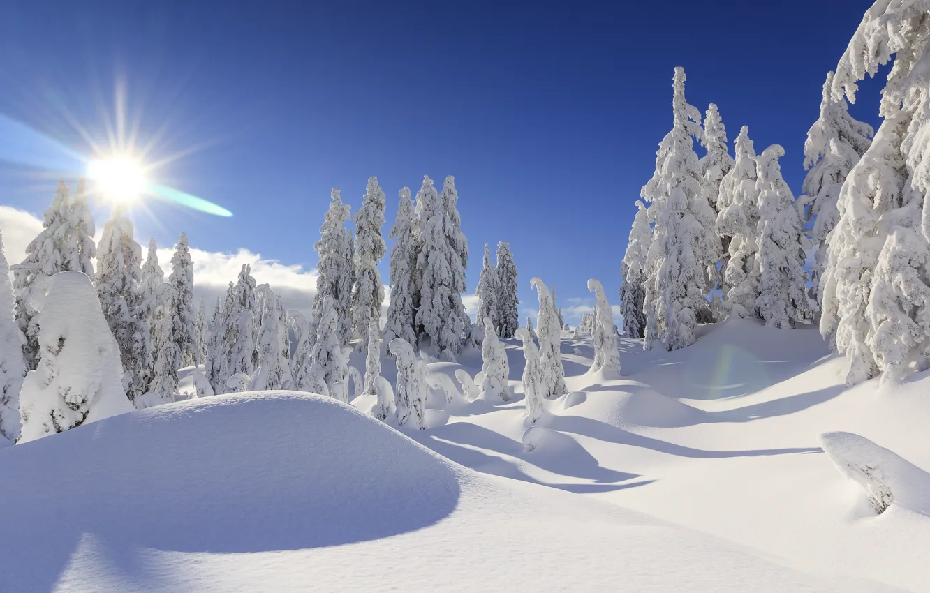 Фото обои зима, снег, деревья, ели, Канада, сугробы, Ванкувер, Canada