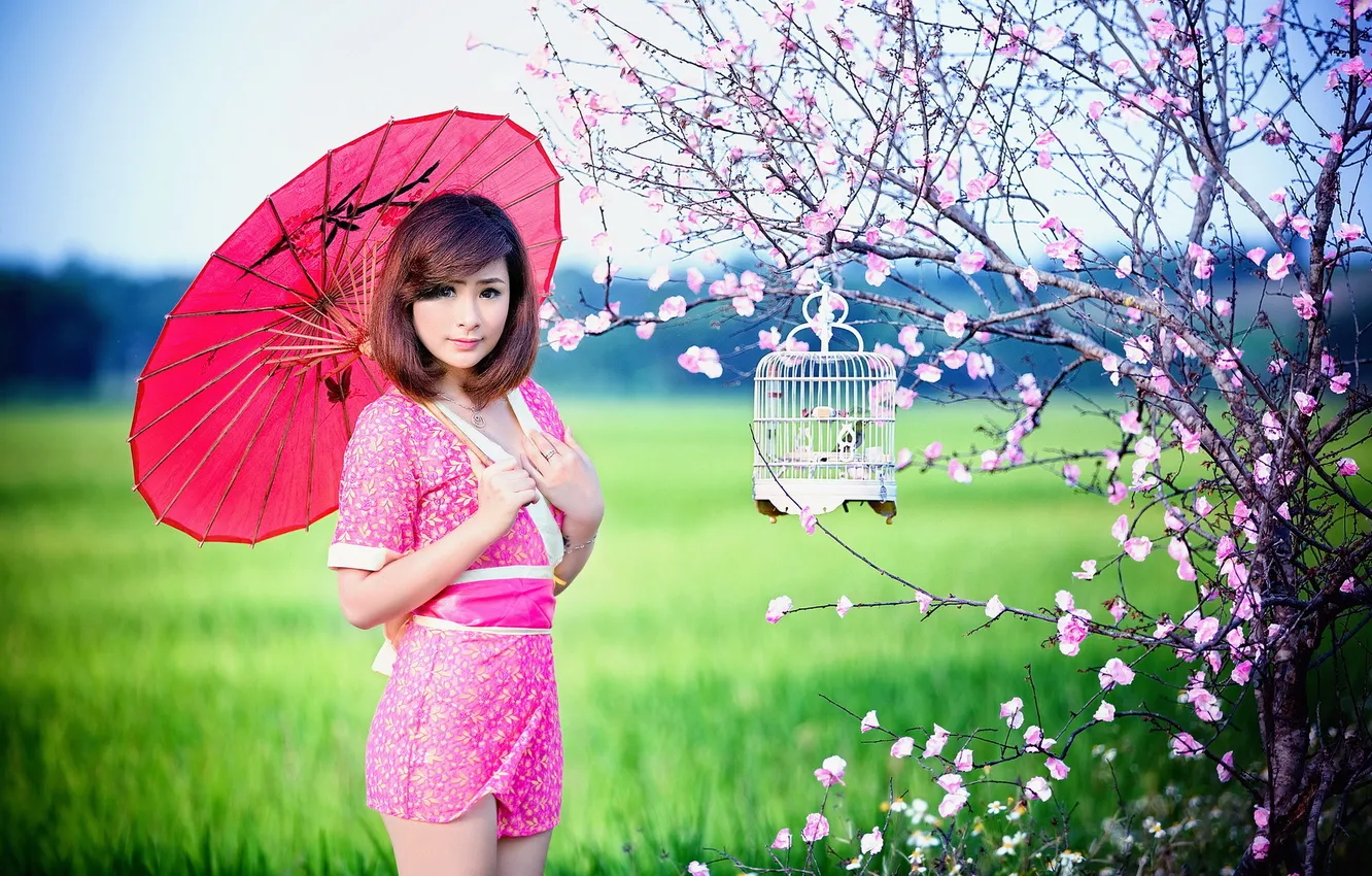 Фото обои девушка, зонт, сакура, азиатка