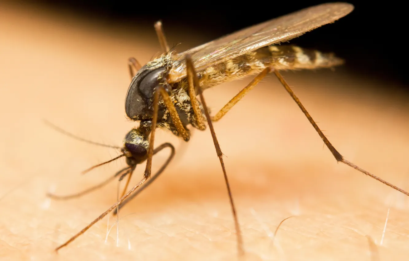 Фото обои insect, mosquito, virus, zika