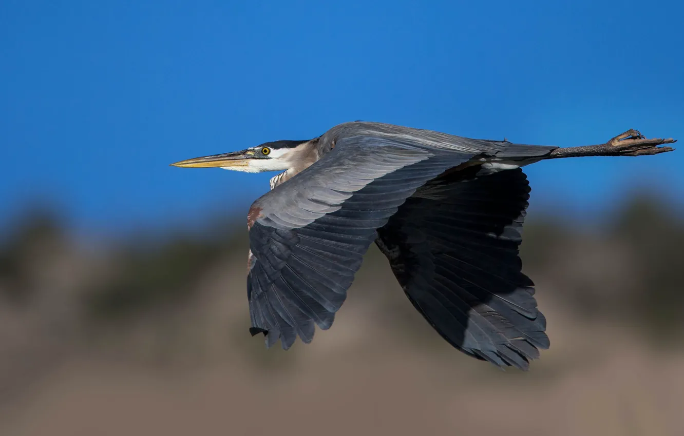 Фото обои полет, птица, крылья, клюв, большая голубая цапля