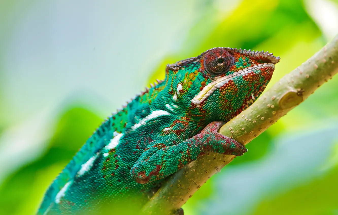 Фото обои Colorful, Wallpaper, Chameleon