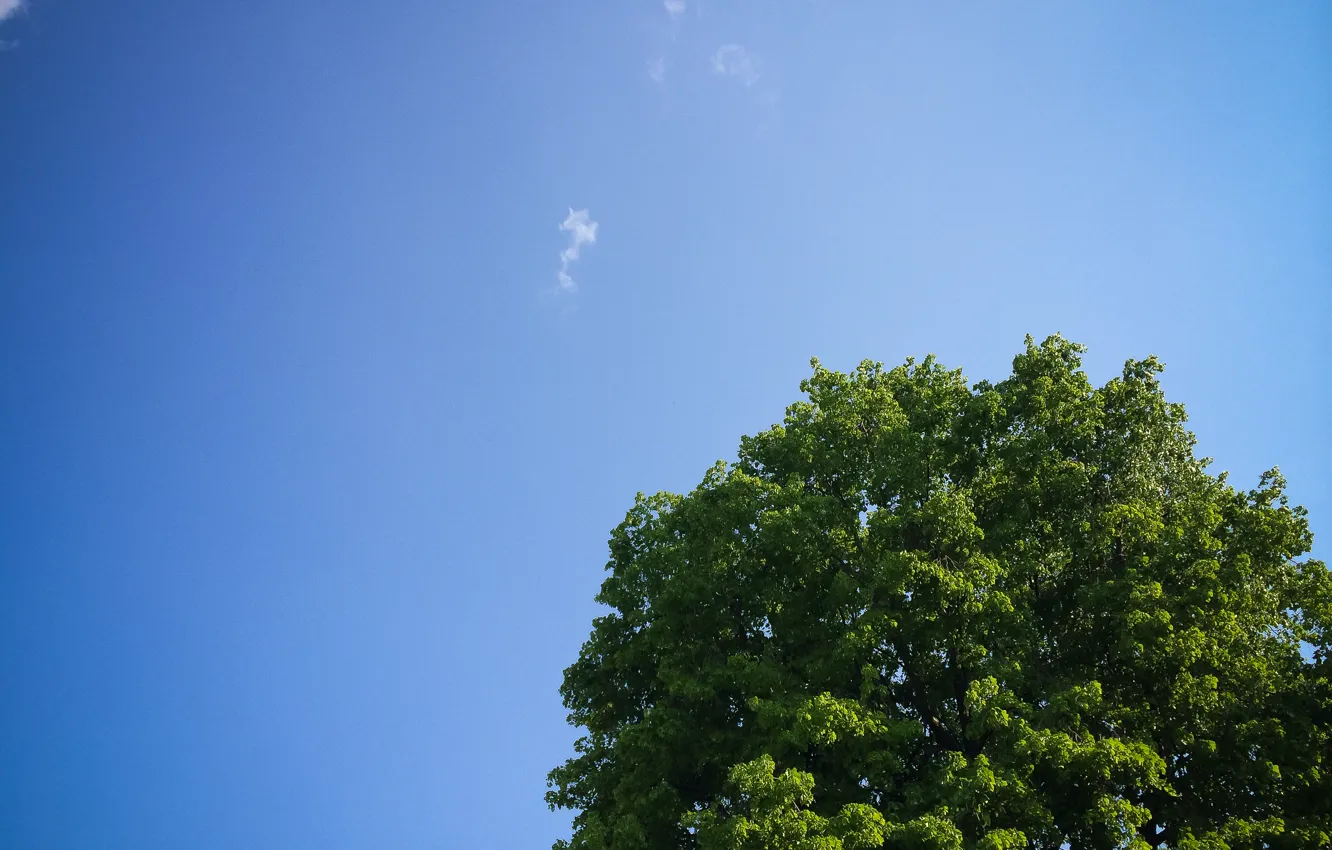 Фото обои небо, дерево, листва, крона