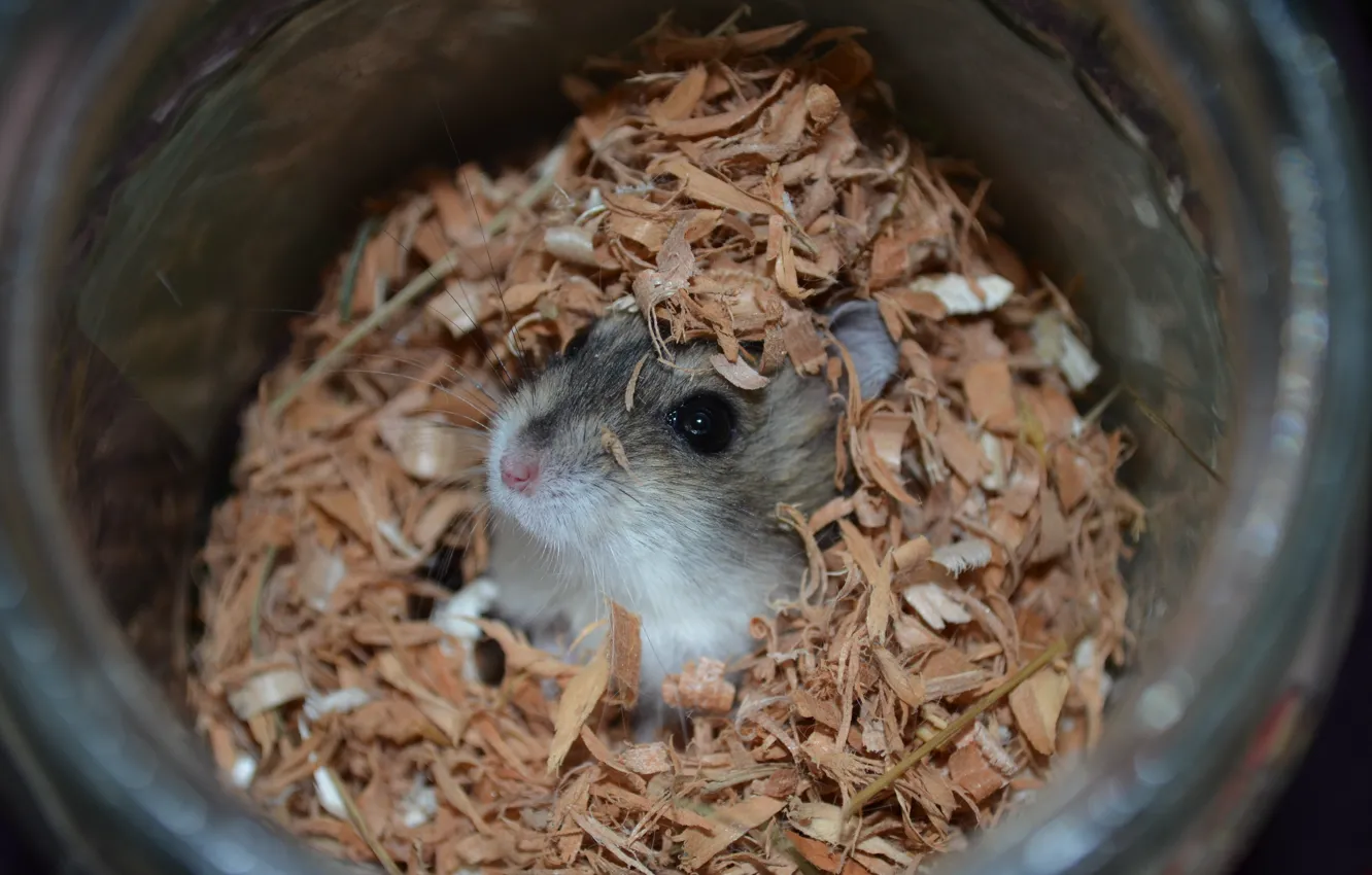 Фото обои хомяк, опилки, питомец, джунгарский