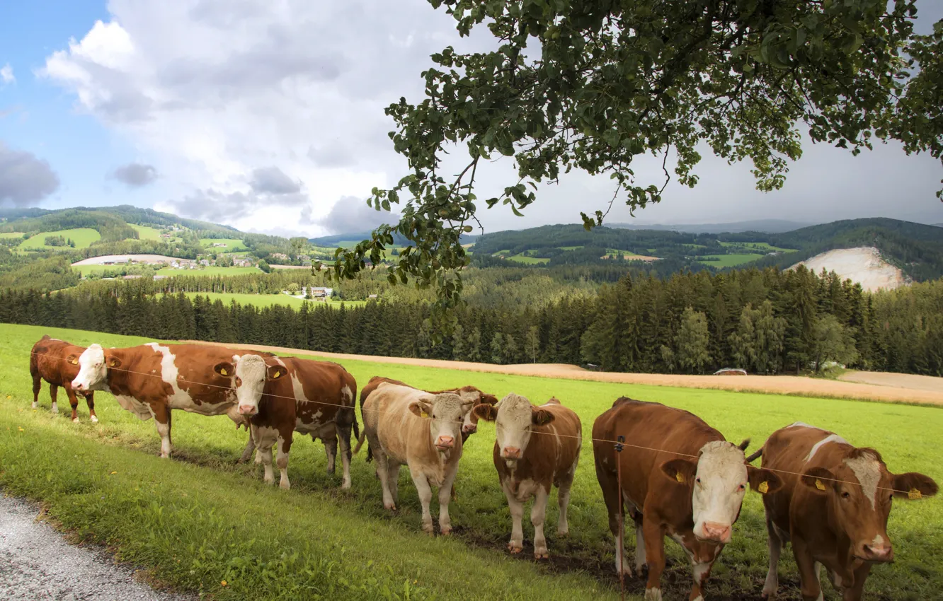 Фото обои поле, корова, коровы, пастбище, луг, много, стадо, стадо коров