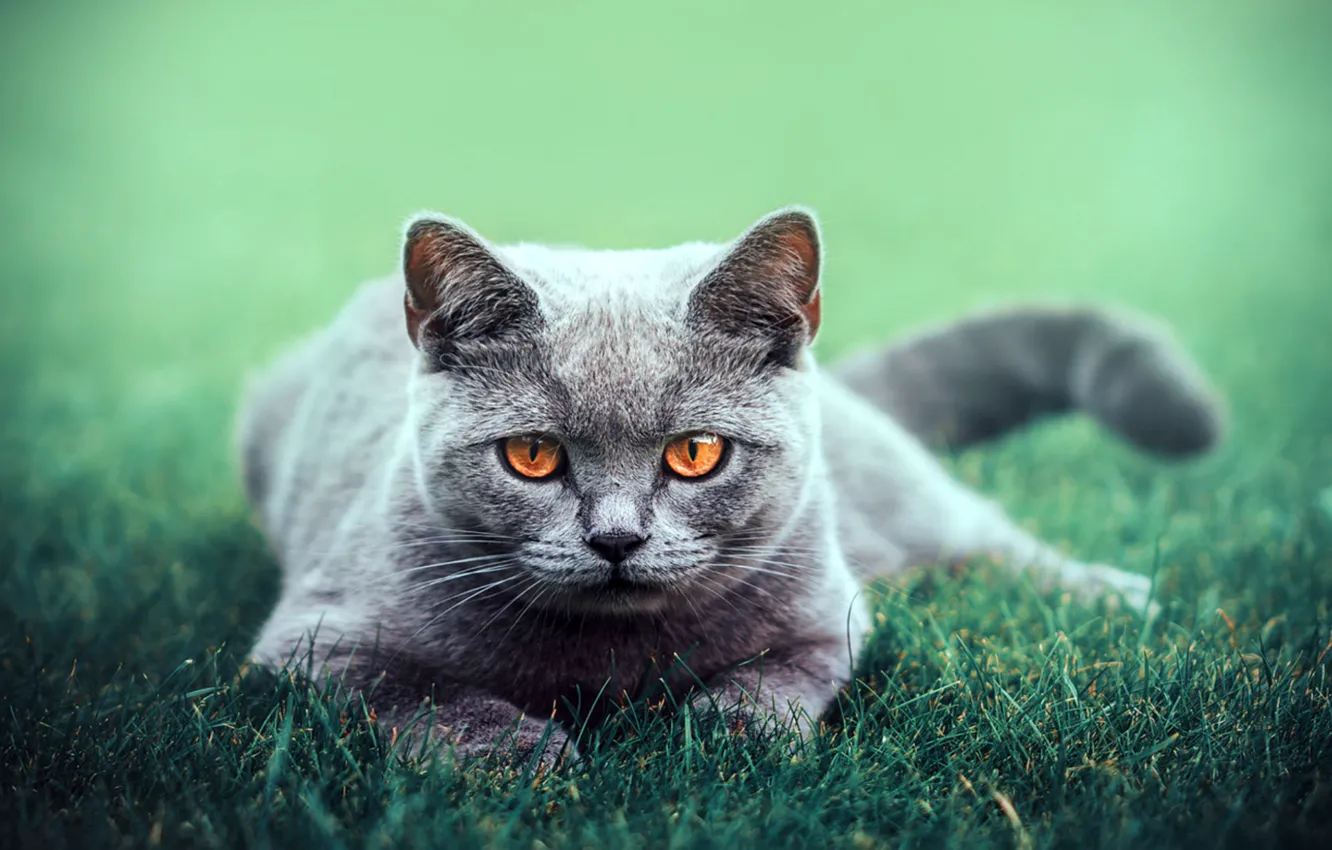 Фото обои зелень, кошка, трава, глаза, кот, взгляд, животное, отдых
