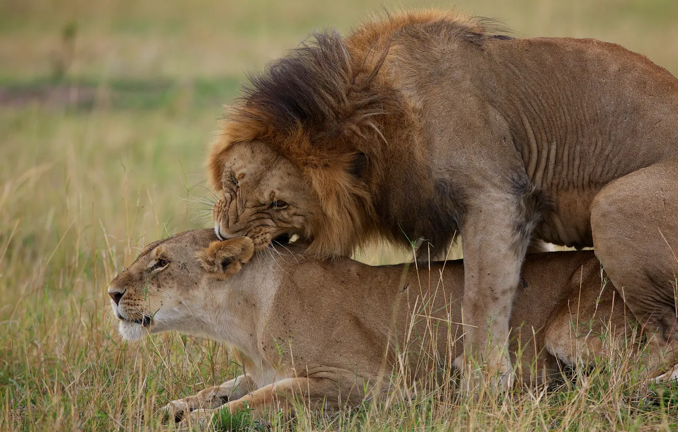 Фото обои любовь, лев, львица