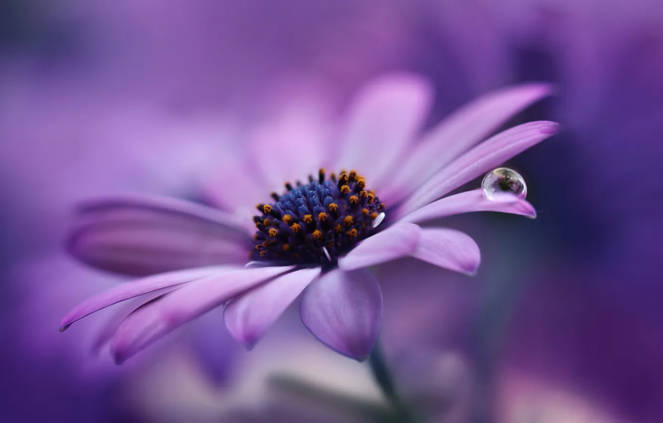 Фото обои цветок, фиолетовый, макро, фон, сиреневый, лепестки, капелька, Маргаритка