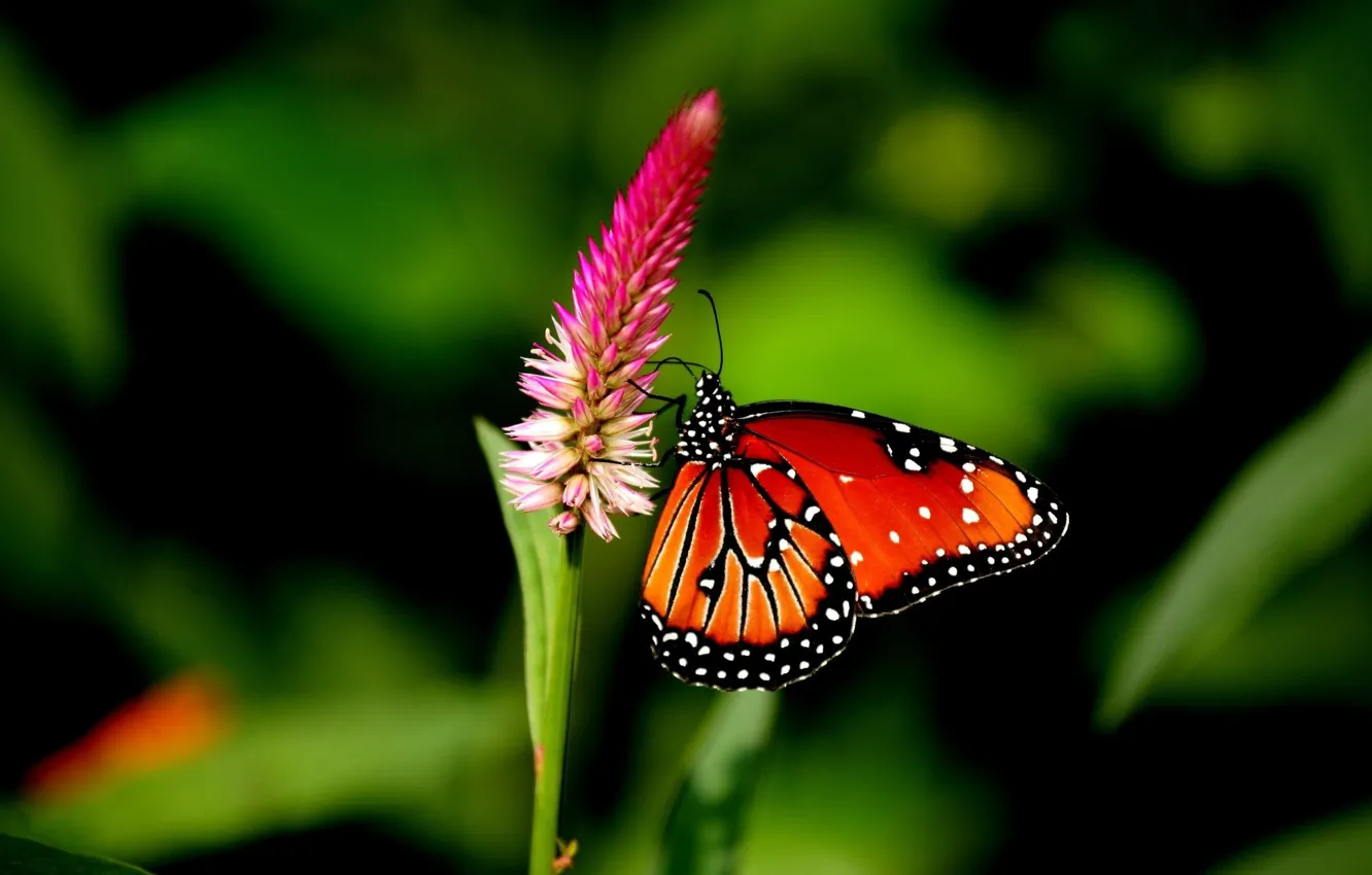 Фото обои Nature, Flower, Macro, Butterfly
