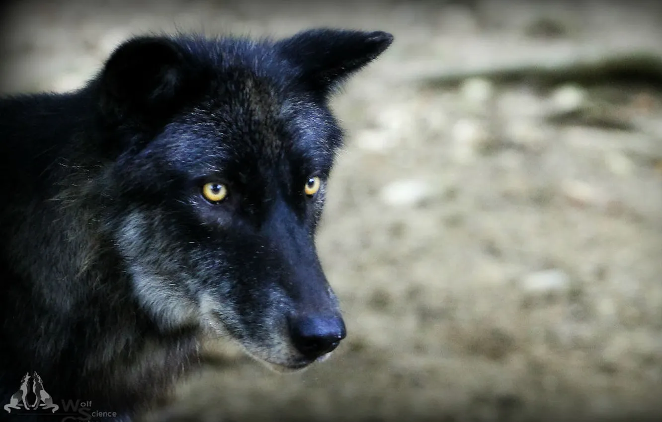 Фото обои nature, snow, predator, face, animal, wolf, wildlife, portrait