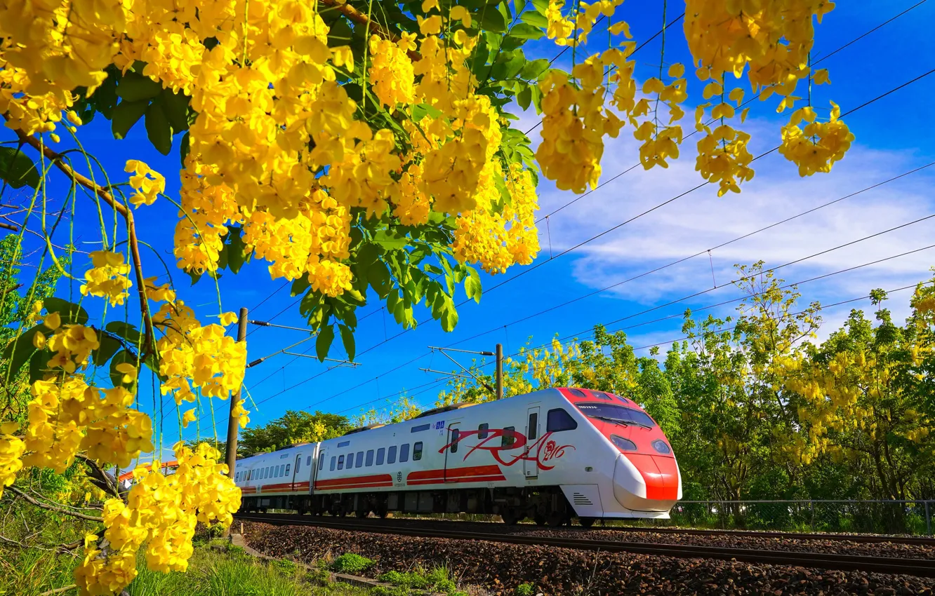 Фото обои цветы, поезд, весна