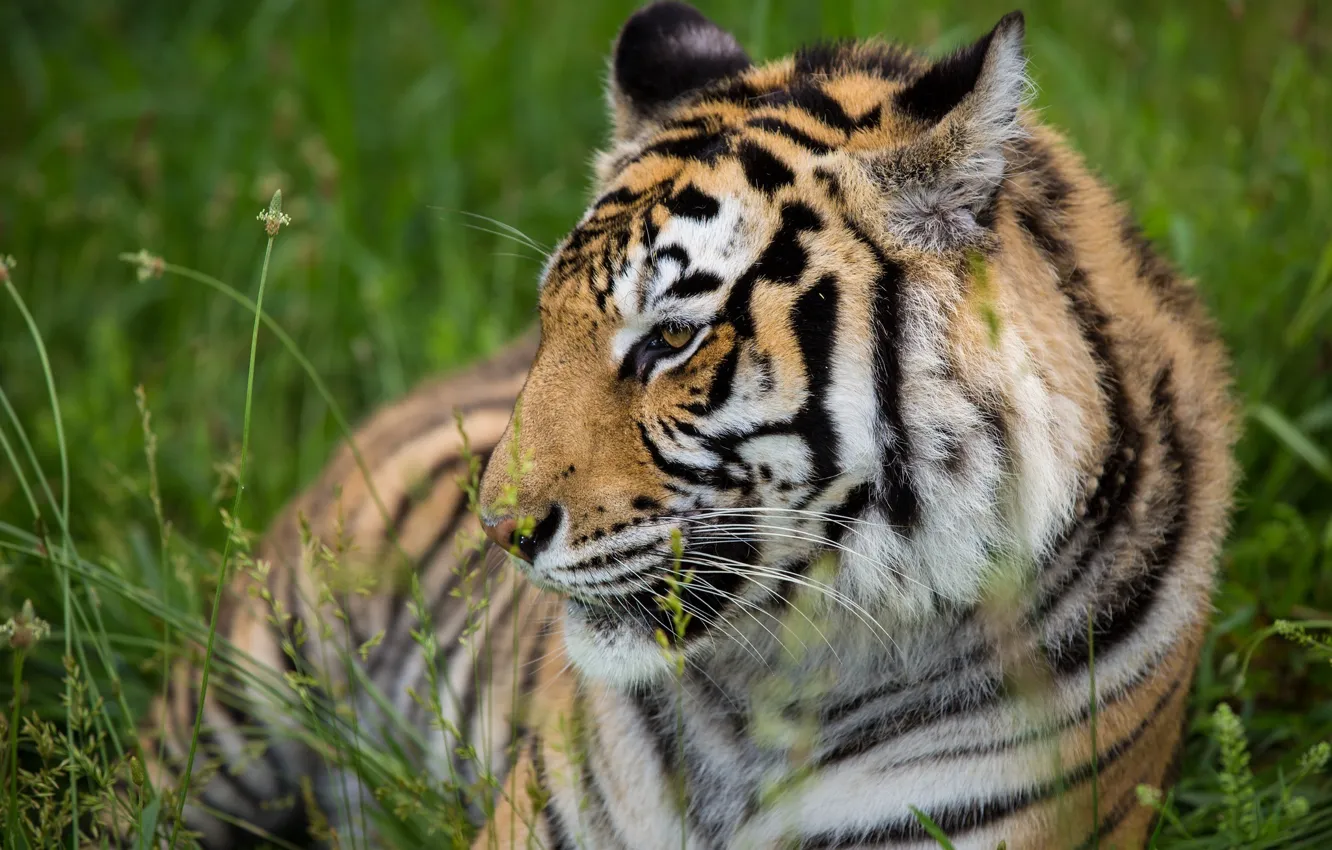 Фото обои тигр, отдых, хищник, профиль, дикая кошка