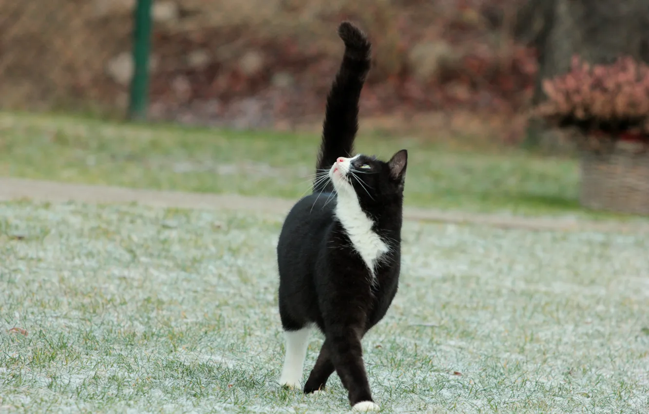 Фото обои иней, кошка, трава, кот, черно-белый, хвост