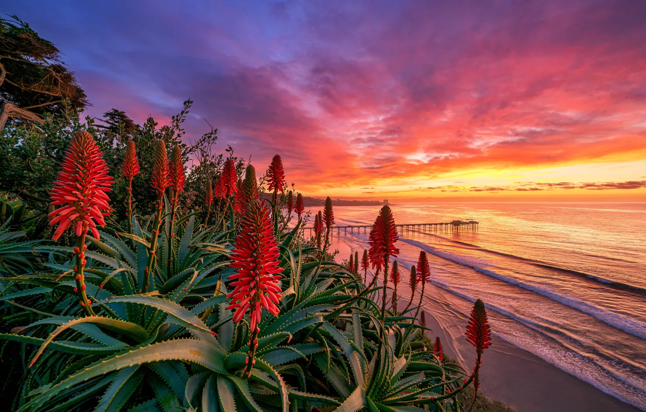 Фото обои море, закат, цветы, берег, прибой, красные, алоэ, Сан-Диего
