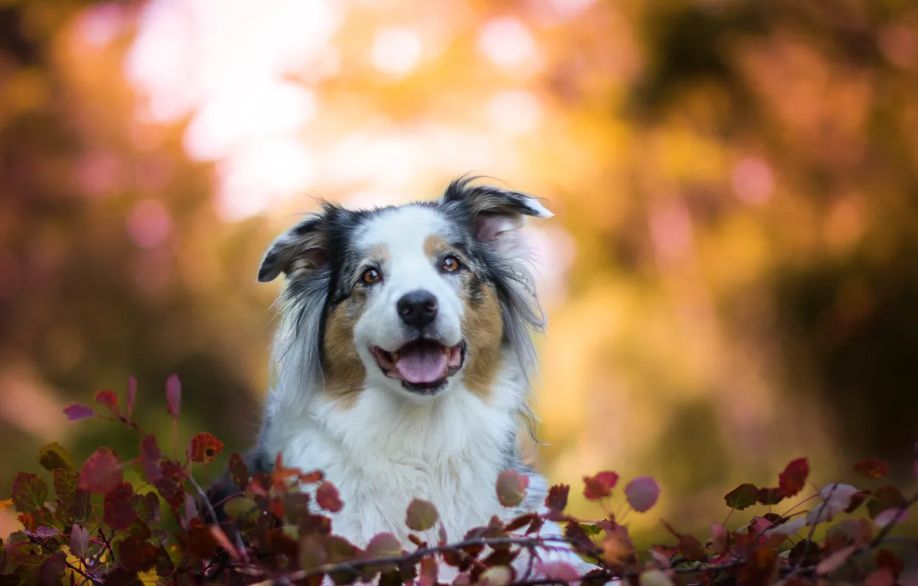 Фото обои морда, листья, собака, боке, Австралийская овчарка, Аусси