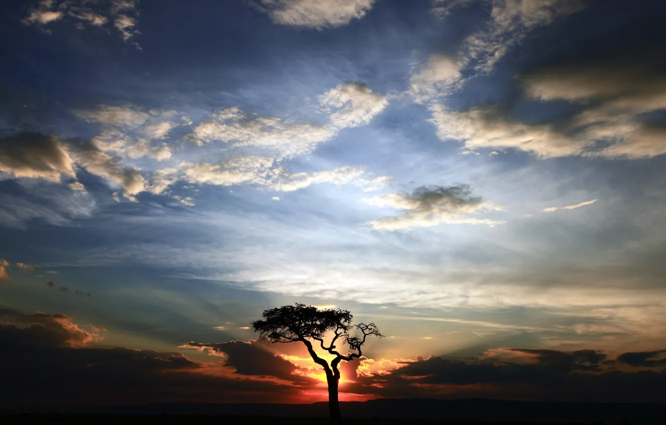 Фото обои облака, закат, дерево