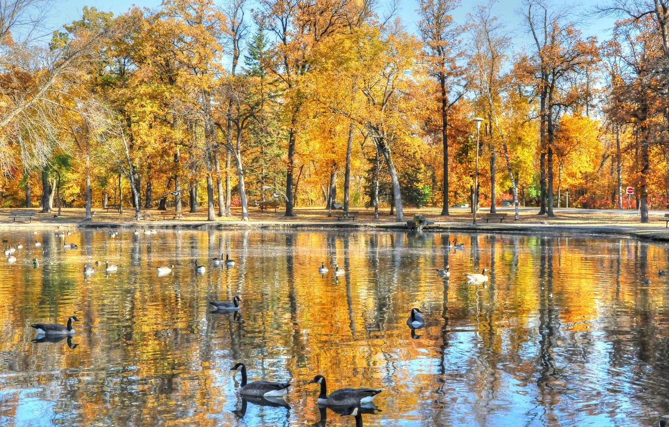 Фото обои вода, деревья, птицы, пруд, листва, осень. парк