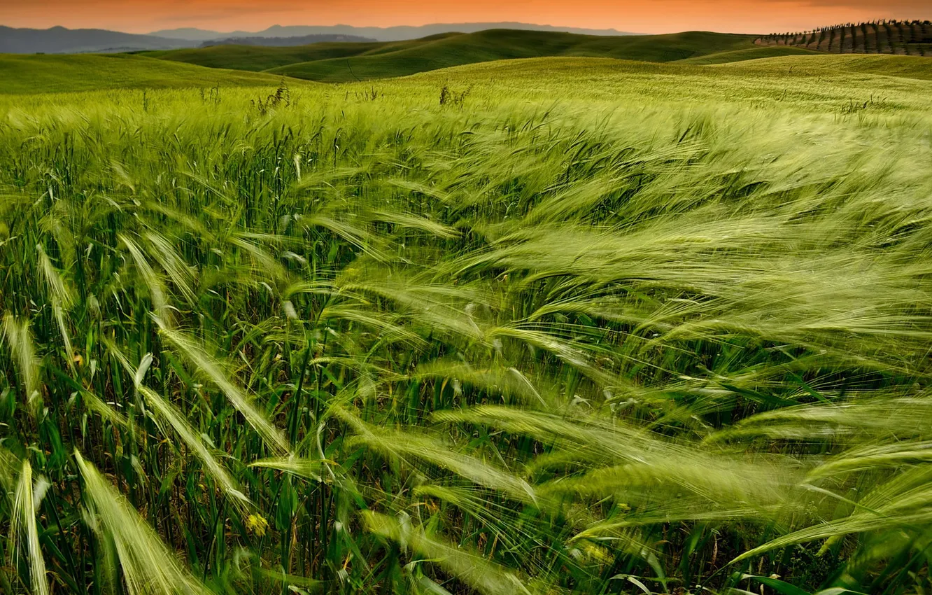 Фото обои пшеница, поле, закат, природа