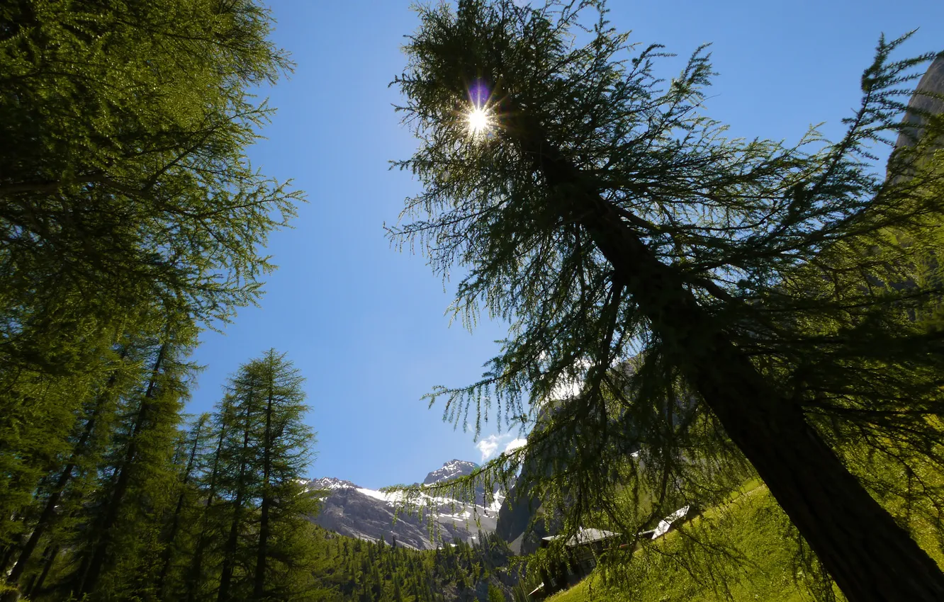Фото обои деревья, горы, блики, Солнце, Швейцария