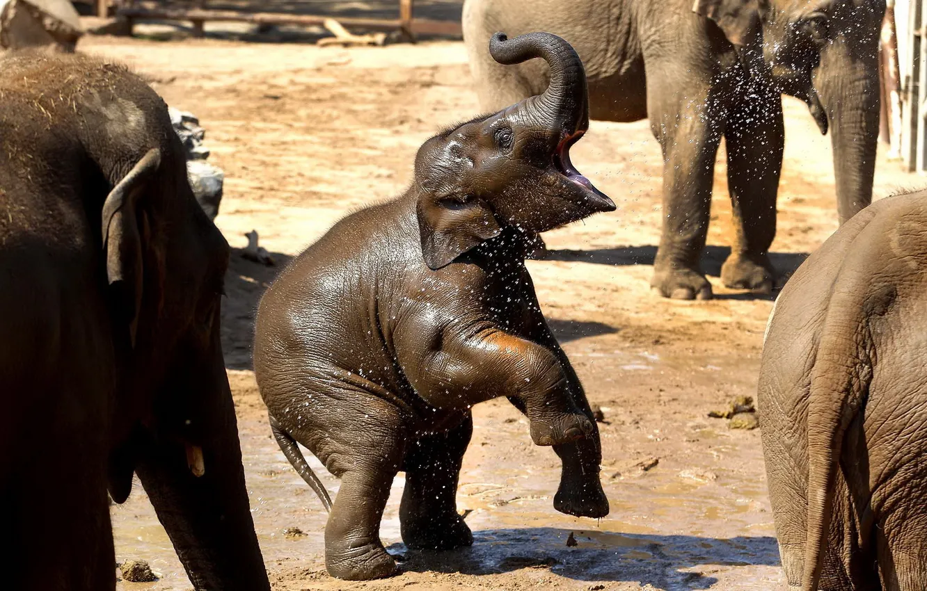 Фото обои малыш, слоны, зоопарк