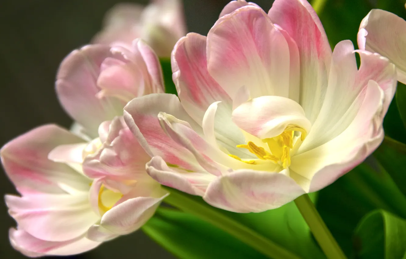 Фото обои макро, цветы, тюльпаны, розовые