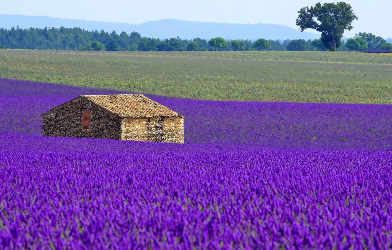 Фото обои поле, цветы, дом, Франция, луг, лаванда, плантация
