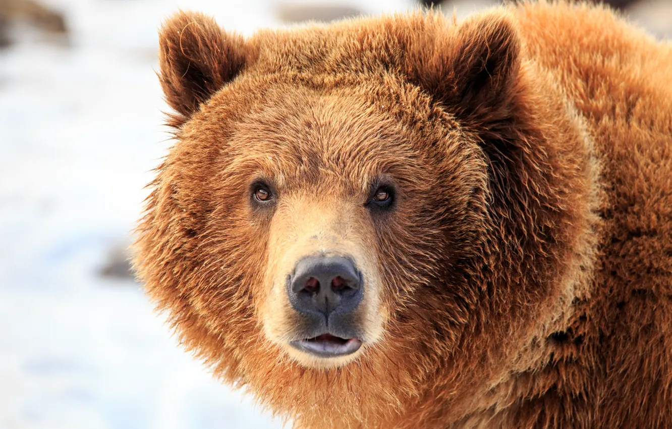 Фото обои wet, bear, look, fur