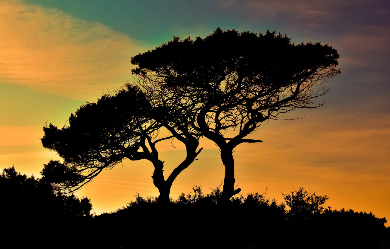 Фото обои деревья, закат, силуэты, кусты, мыс, Кипр, Cavo Greco, Греко