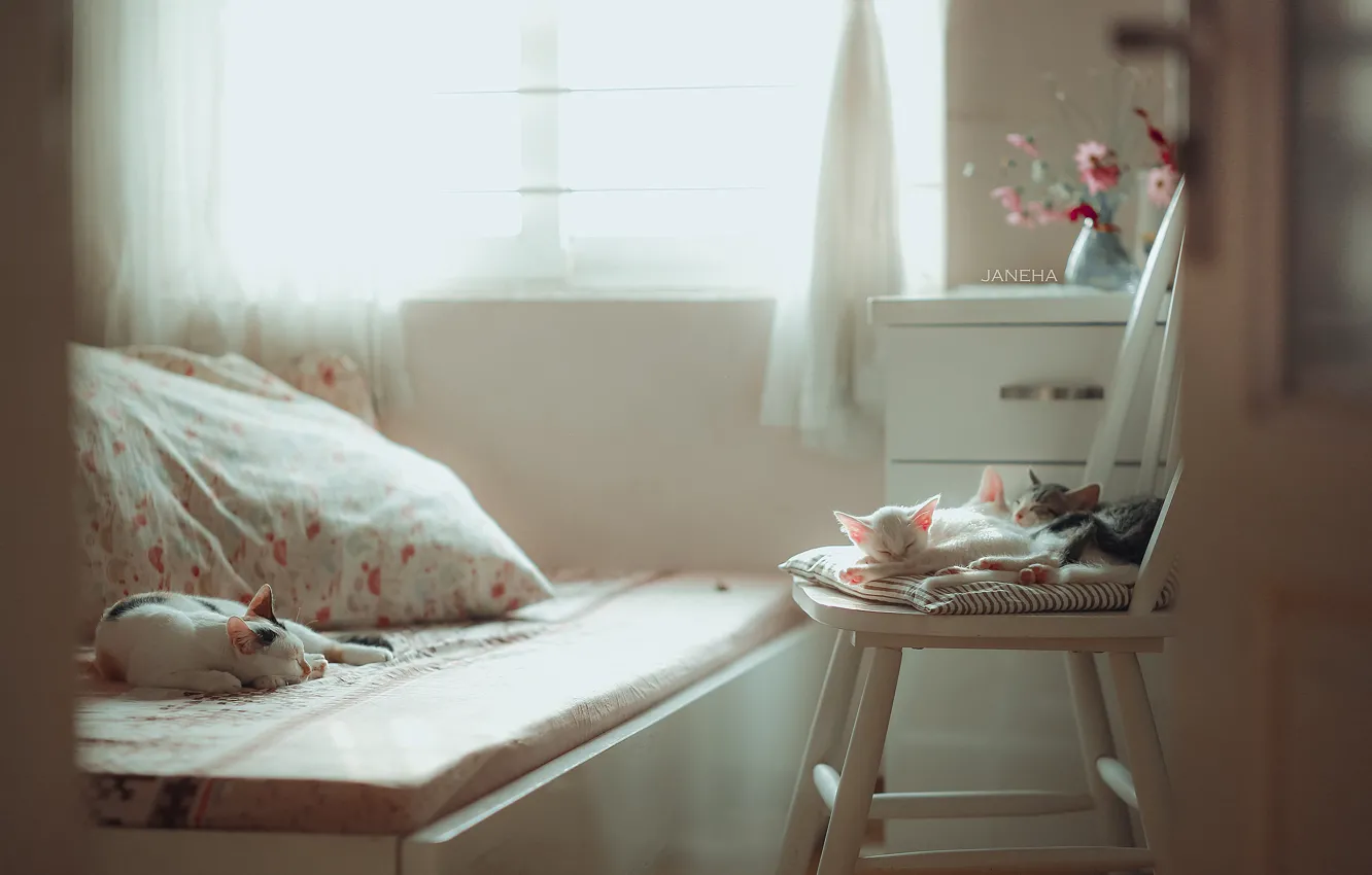 Фото обои кошка, комната, сон, стул, котёнок