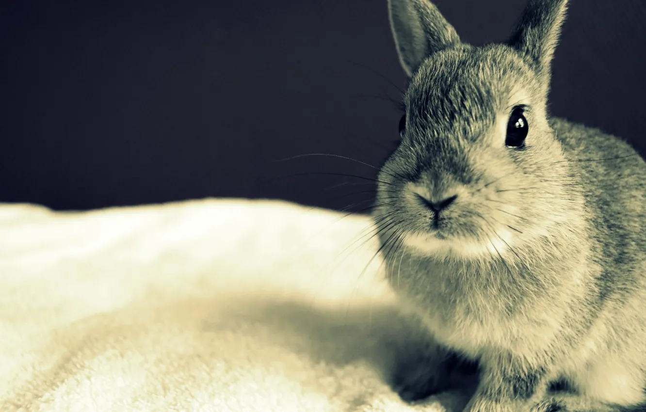 Фото обои глаза, серый, Кролик, уши