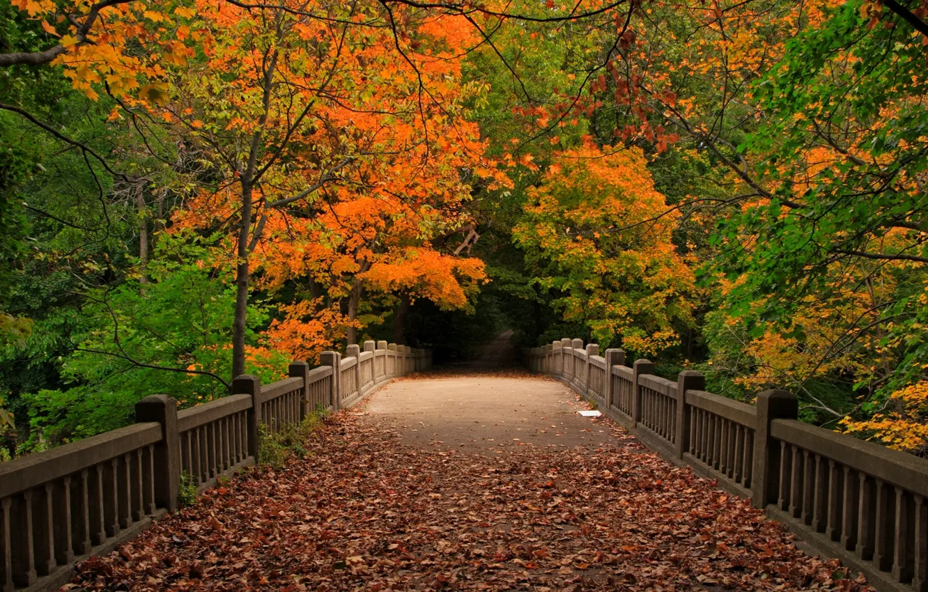 Фото обои осень, лес, листья, деревья, мост, природа, парк, вид