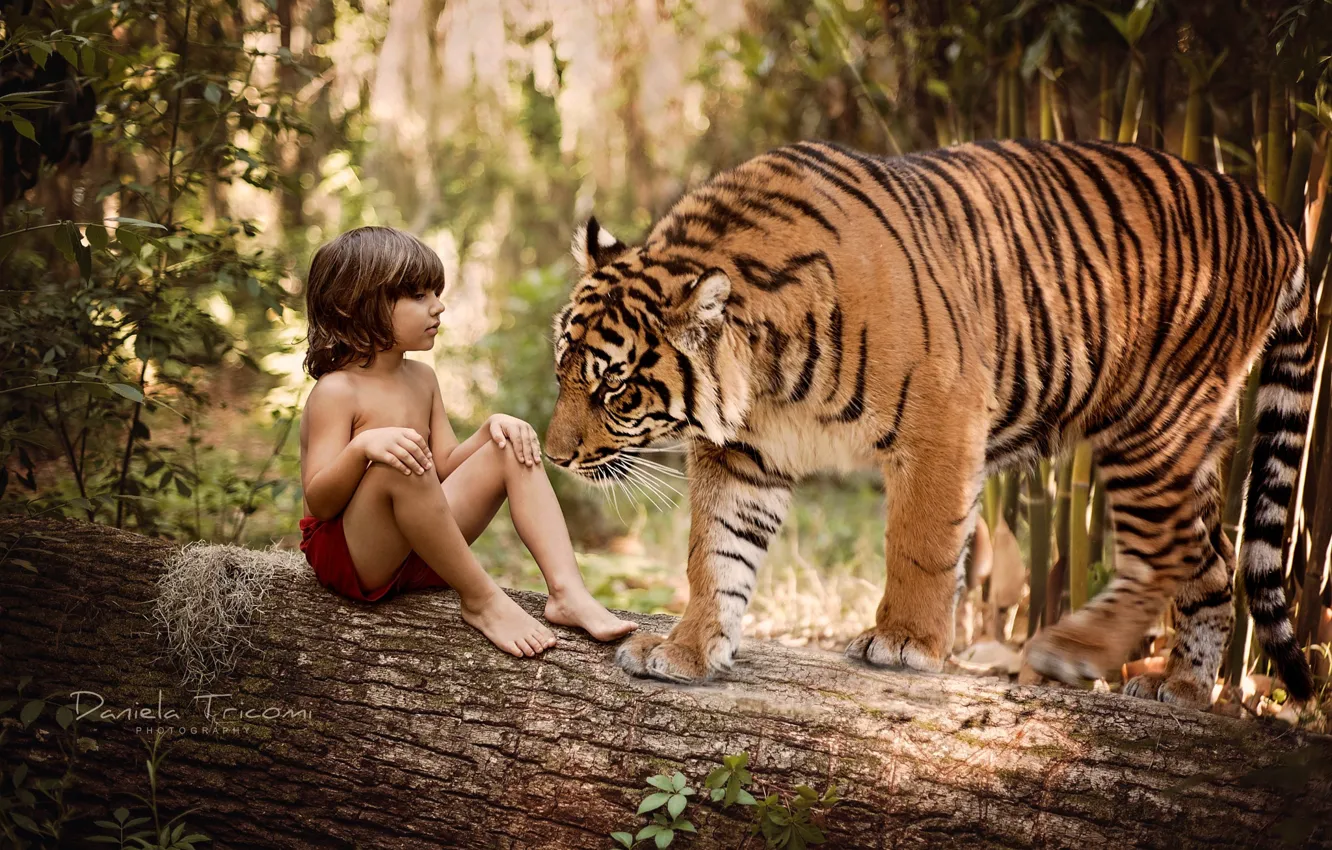 Фото обои природа, тигр, дерево, животное, хищник, мальчик, ствол, бревно
