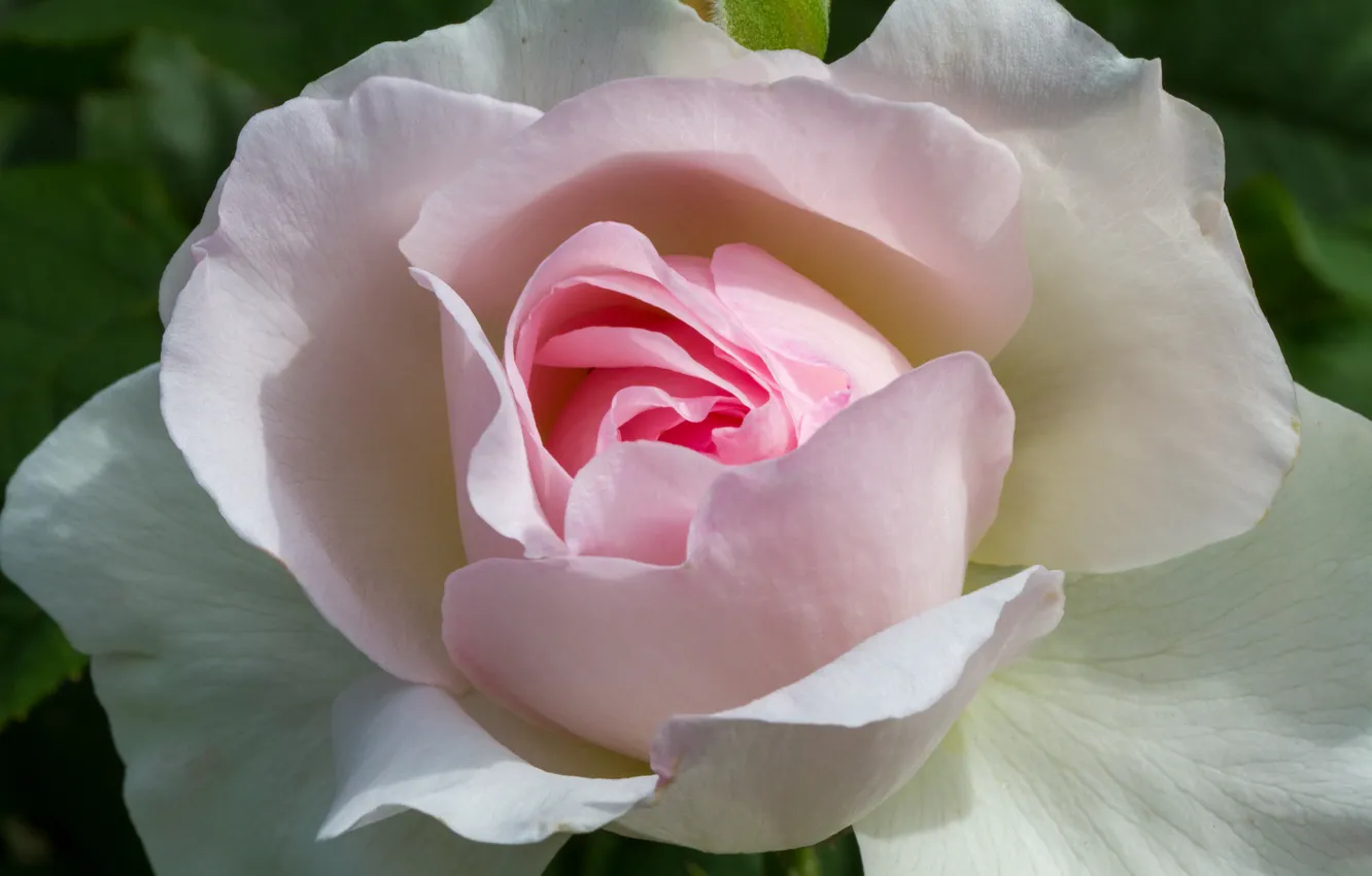 Фото обои крупный план, розовая роза, бутон розы