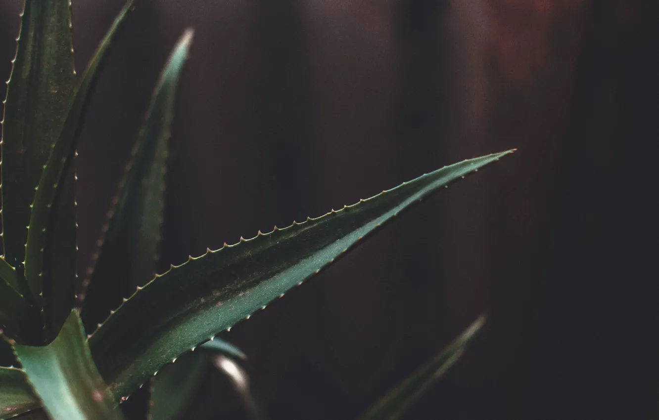 Фото обои зеленый, темные тона, темный, растение, минимализм, алоэ, зеленое растение, tumblr