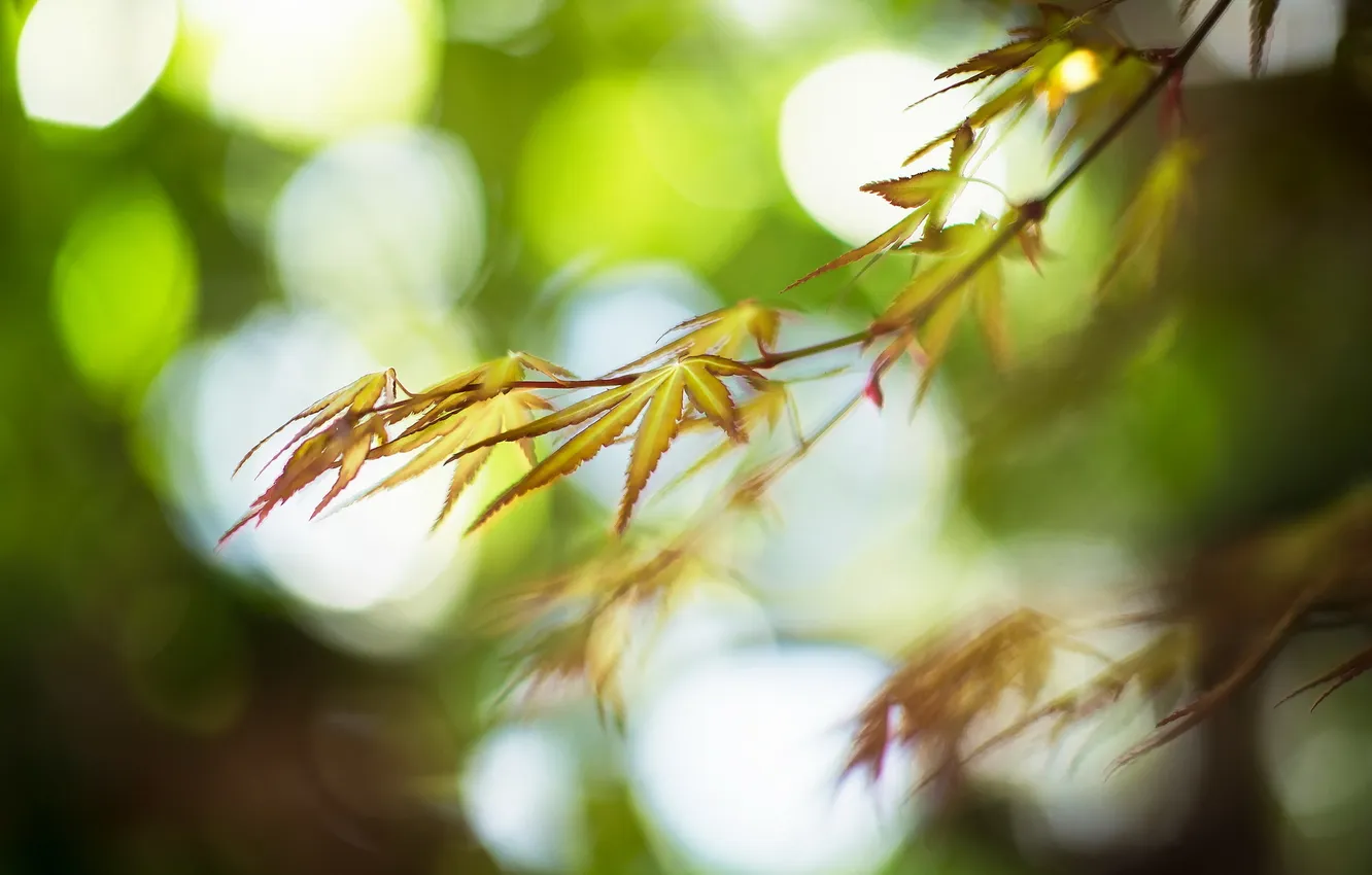 Фото обои листья, свет, природа