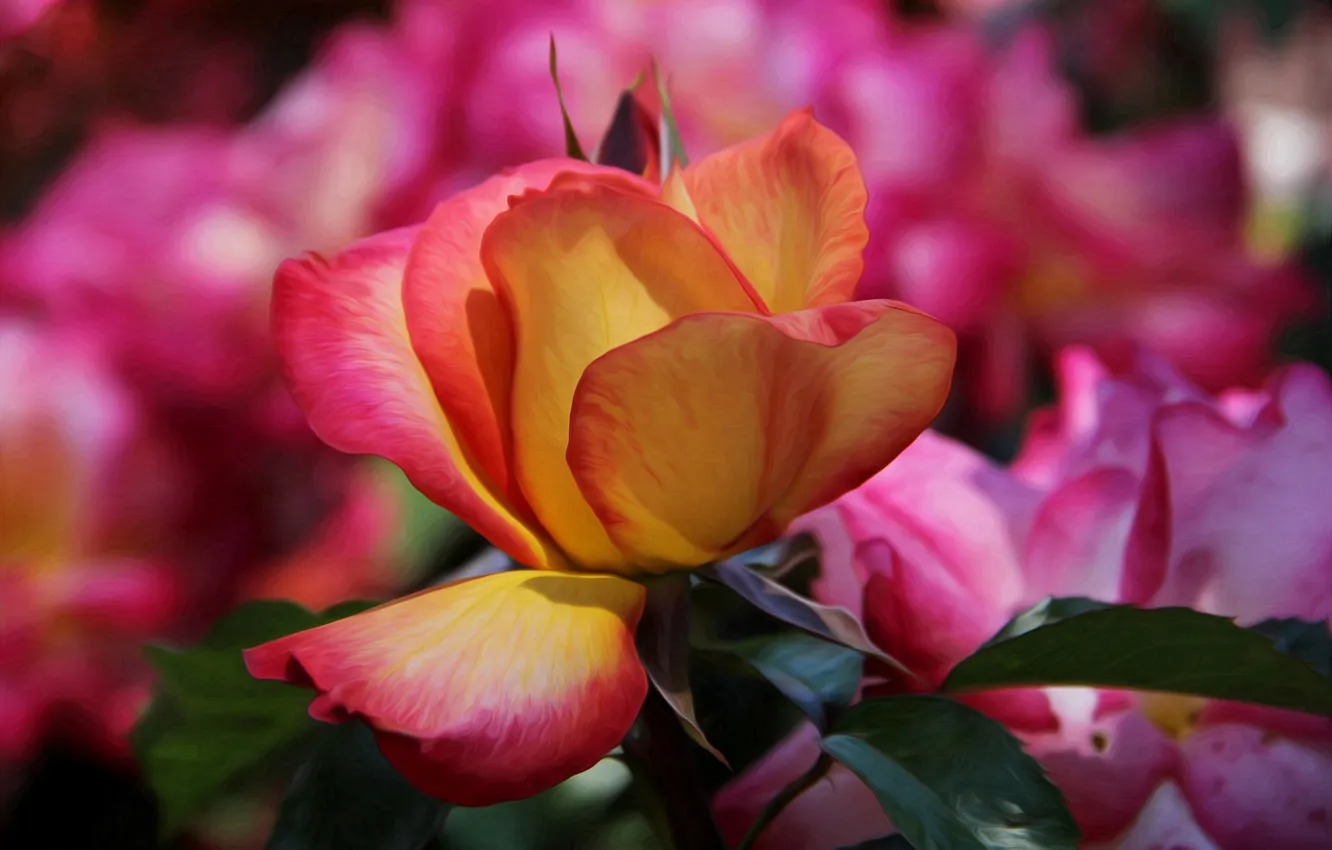 Фото обои роза, бутон, rose, цветение, bloom, желто-розовая, Bud, yellow rose