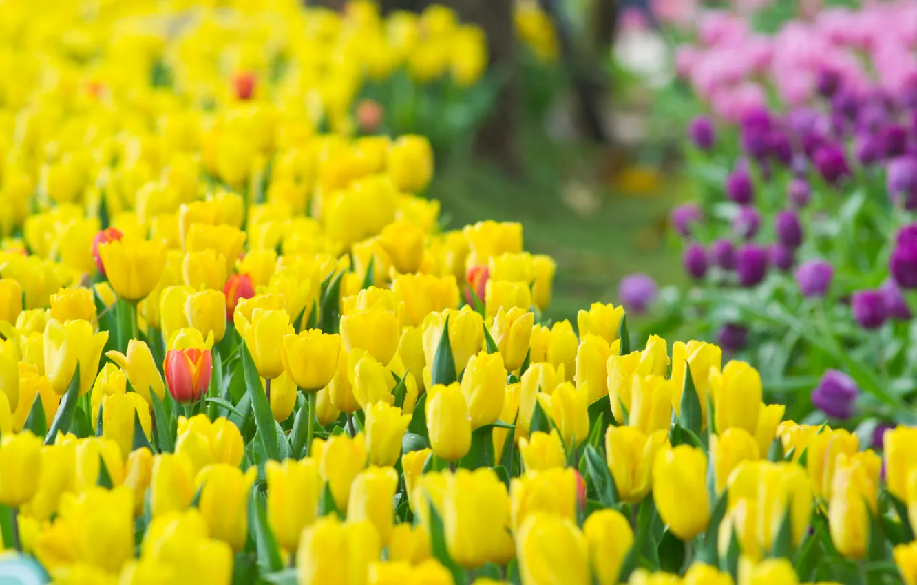 Фото обои цветы, весна, тюльпаны, бутоны, tulips