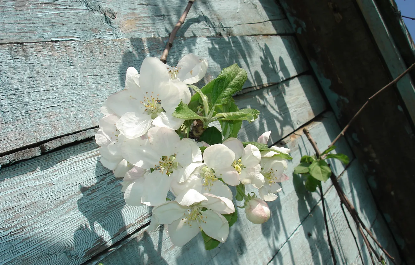 Фото обои Цветы, весна, яблоня