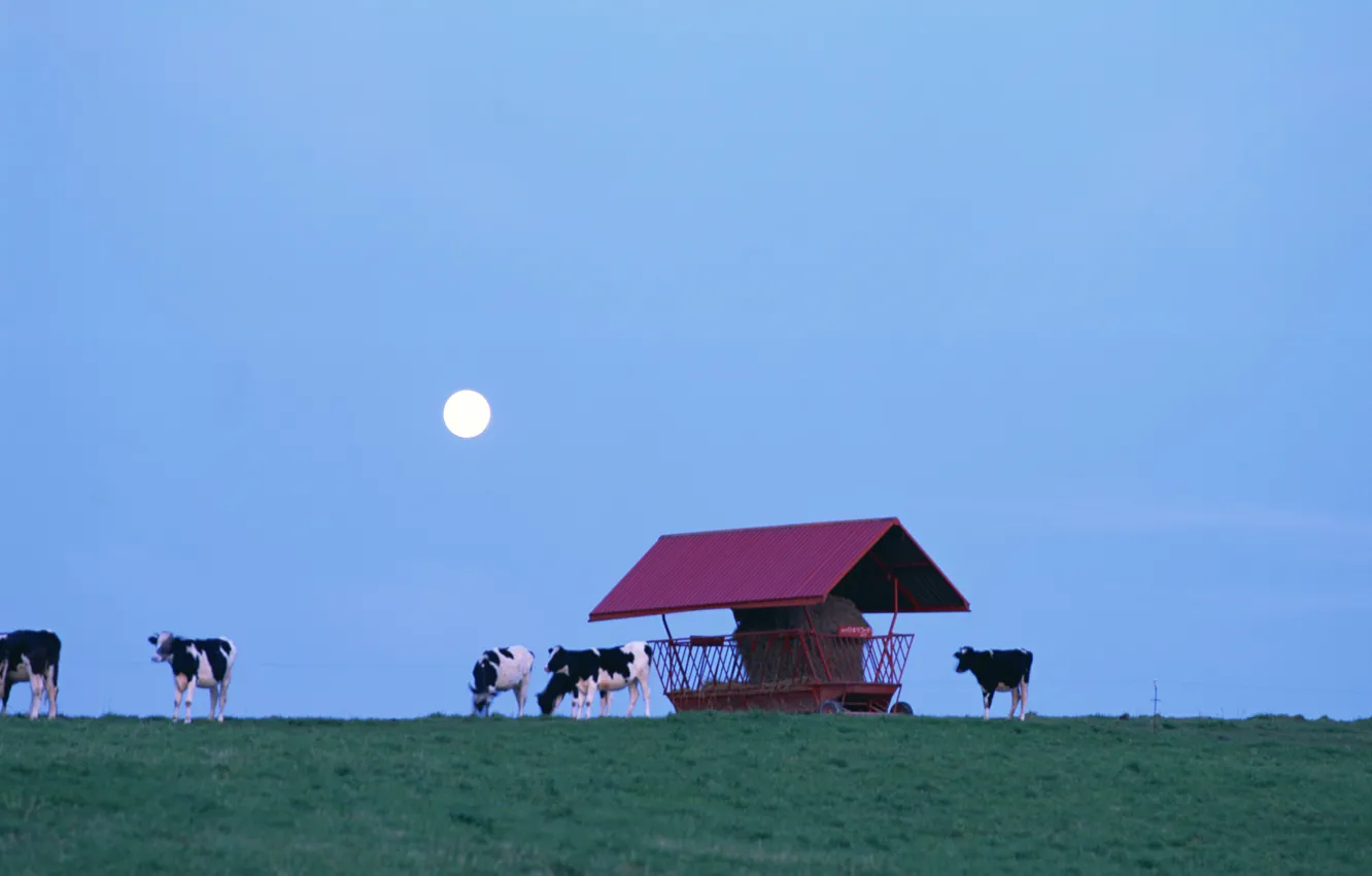 Фото обои небо, трава, луна, коровы, домик